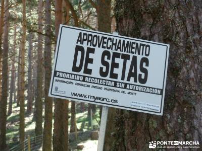 El pinar del Puerto de Navafría;cerezos en flor;fedme;senda del oso